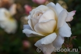 Crocus Rose® Crocus Rose®