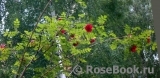 R. moyesii R. moyesii