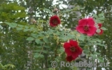 R. moyesii R. moyesii