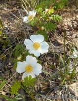 Rosa sericea Pteracantha Rosa sericea Pteracantha
