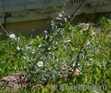 Perle Meillandecor Perle Meillandecor