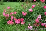 Fuchsia Meillandecor Fuchsia Meillandecor
