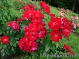 Rouge Meillandecor Rouge Meillandecor