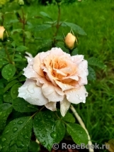 Lions Rose Lions Rose