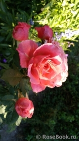 Corail gelee Corail gelee