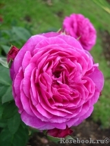 Heidi Klum Rose Heidi Klum Rose