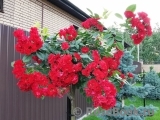 Scarlet Meillandecor Scarlet Meillandecor