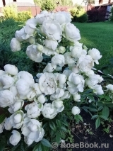 White Morsdag White Morsdag