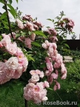 Heavenly Pink Heavenly Pink