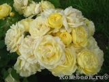 Golden Border Golden Border