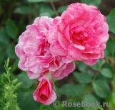 Morden Ruby Morden Ruby