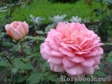 Jubilee Celebration® Jubilee Celebration®
