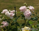Rosalind Rosalind