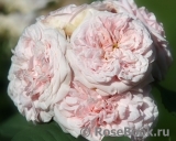 Claire Rose Claire Rose