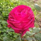Rose des 4 Vents Rose des 4 Vents
