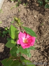 Double Pink Knock Out Double Pink Knock Out