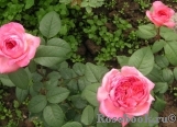 Comtesse de Provence®