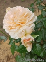 Chandos Beauty Chandos Beauty
