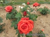 Terracotta ®