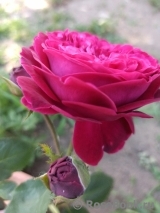Falstaff® Falstaff®