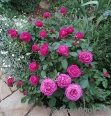 Heidi Klum Rose Heidi Klum Rose