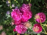 Heidi Klum Rose Heidi Klum Rose