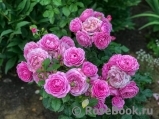 Rose Thelma Rose Thelma