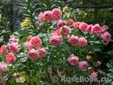 Boscobel Boscobel
