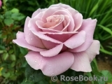 Simply Gorgeous Simply Gorgeous