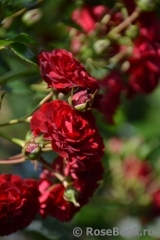Siluetta Crimson