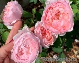 The Alnwick Rose The Alnwick Rose
