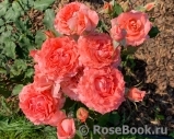 Corail gelee Corail gelee