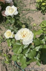 La Perla La Perla
