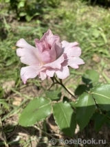 Couture Rose Tilia Couture Rose Tilia