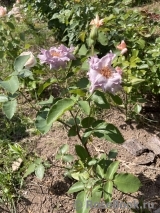 Couture Rose Tilia Couture Rose Tilia