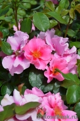See You in Pink ® See You in Pink ®