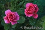Heidi Klum Rose Heidi Klum Rose
