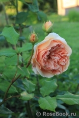 Crown Princess Margareta® Crown Princess Margareta®