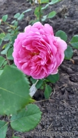 Princess Alexandra of Kent Princess Alexandra of Kent