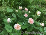 Abraham Darby