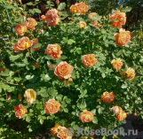 Lady of Shalott Lady of Shalott