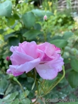 Fantin Latour Fantin Latour