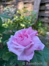 Fantin Latour Fantin Latour