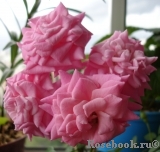 Magenta Diadem Magenta Diadem