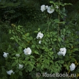 Schneewittchen Schneewittchen