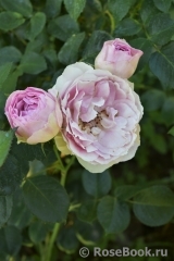 Fragrance of Fragrances Fragrance of Fragrances
