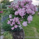 Heavenly Pink Heavenly Pink