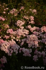 Heavenly Pink Heavenly Pink
