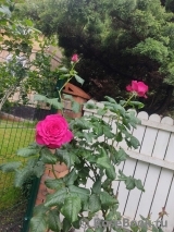 Johann Wolfgang von Goethe Rose® Johann Wolfgang von Goethe Rose®