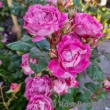 Centenaire de l'Haÿ-les-roses ® Centenaire de l'Haÿ-les-roses ®